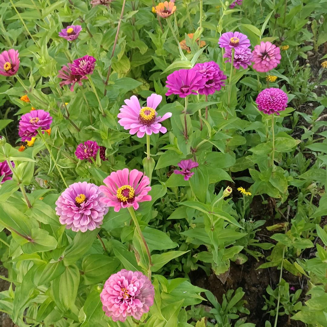 姐还是当年的姐