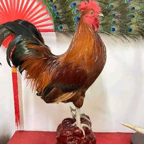 嘉祥洪明珍禽养殖场