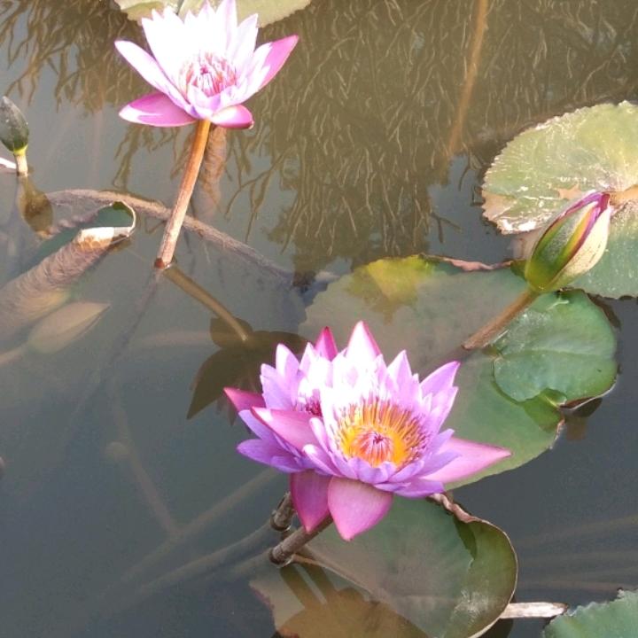 平凡的美
