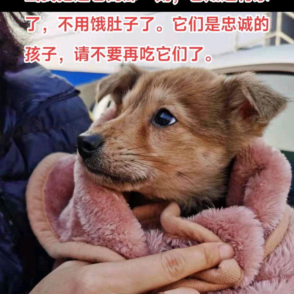 小罗姐姐的孩子们🐶🐶🐶