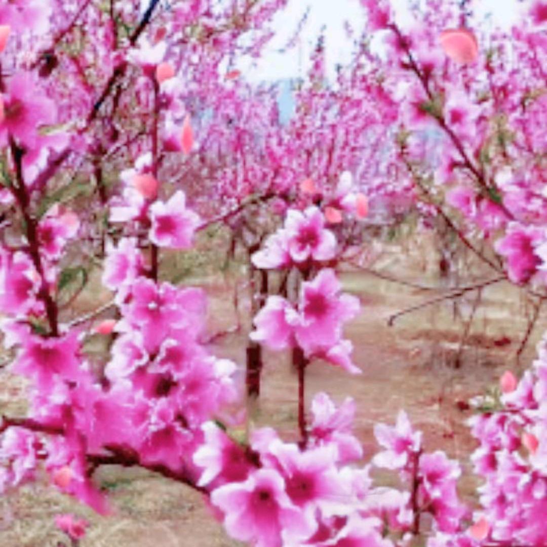 花开花落