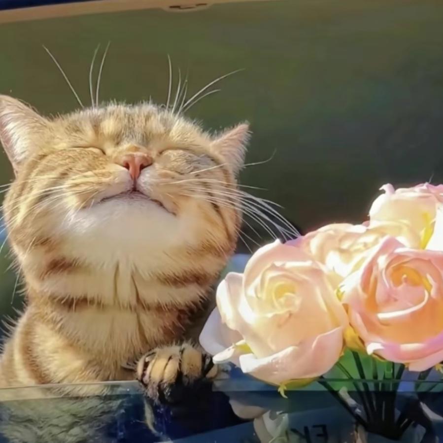 小熊猫在日内瓦喝咖啡