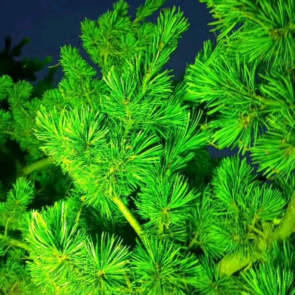 幸福快乐每一天