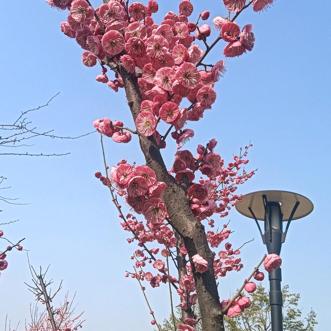 老苗青青