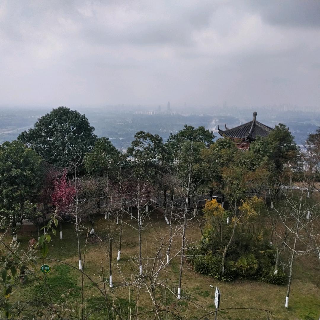 阳光绿叶🍃🍃🍃🍃