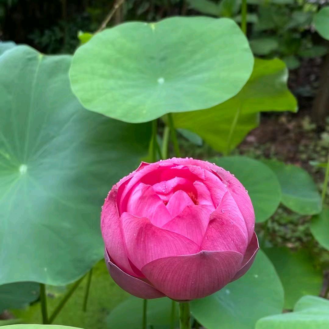 清    静