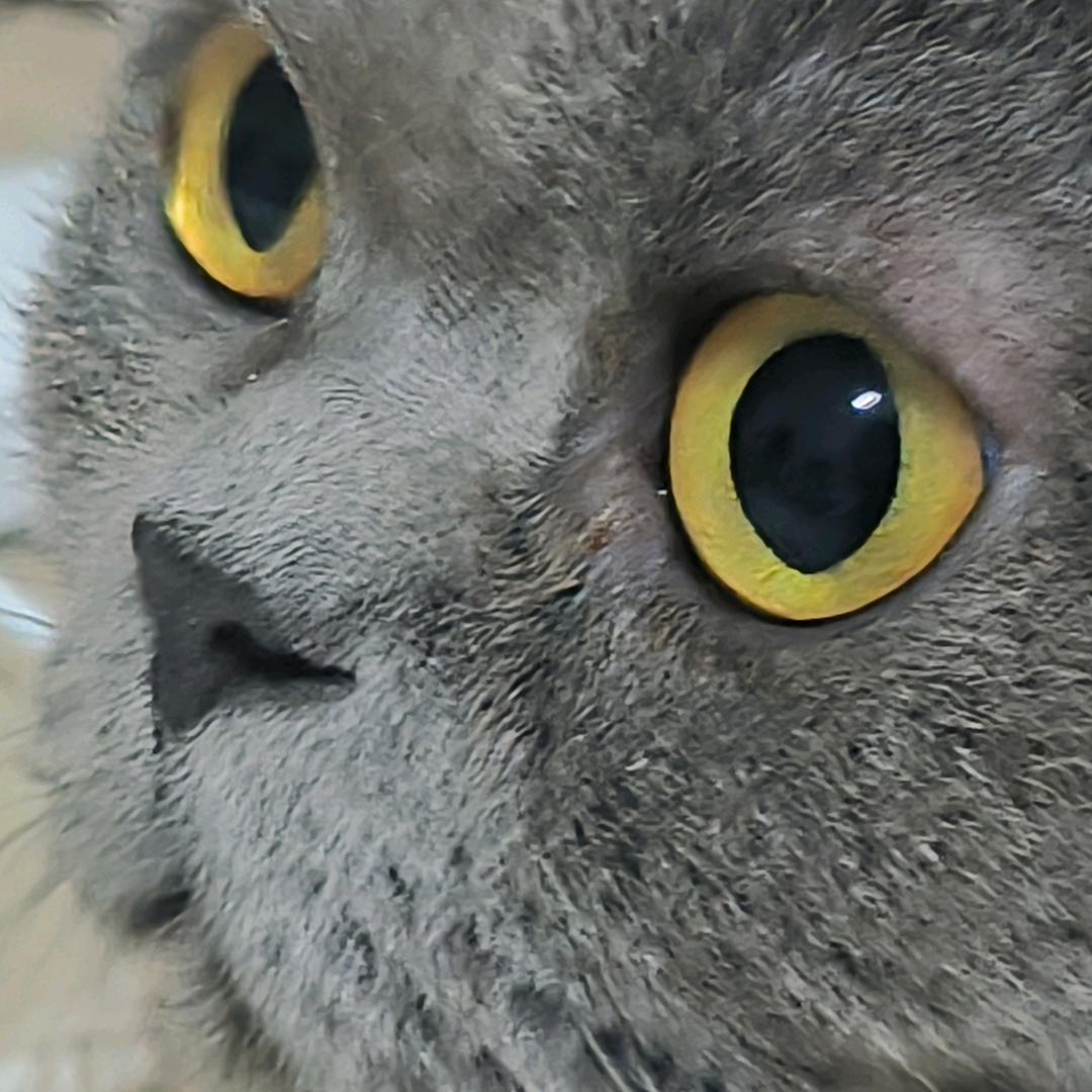如烟是只猫
