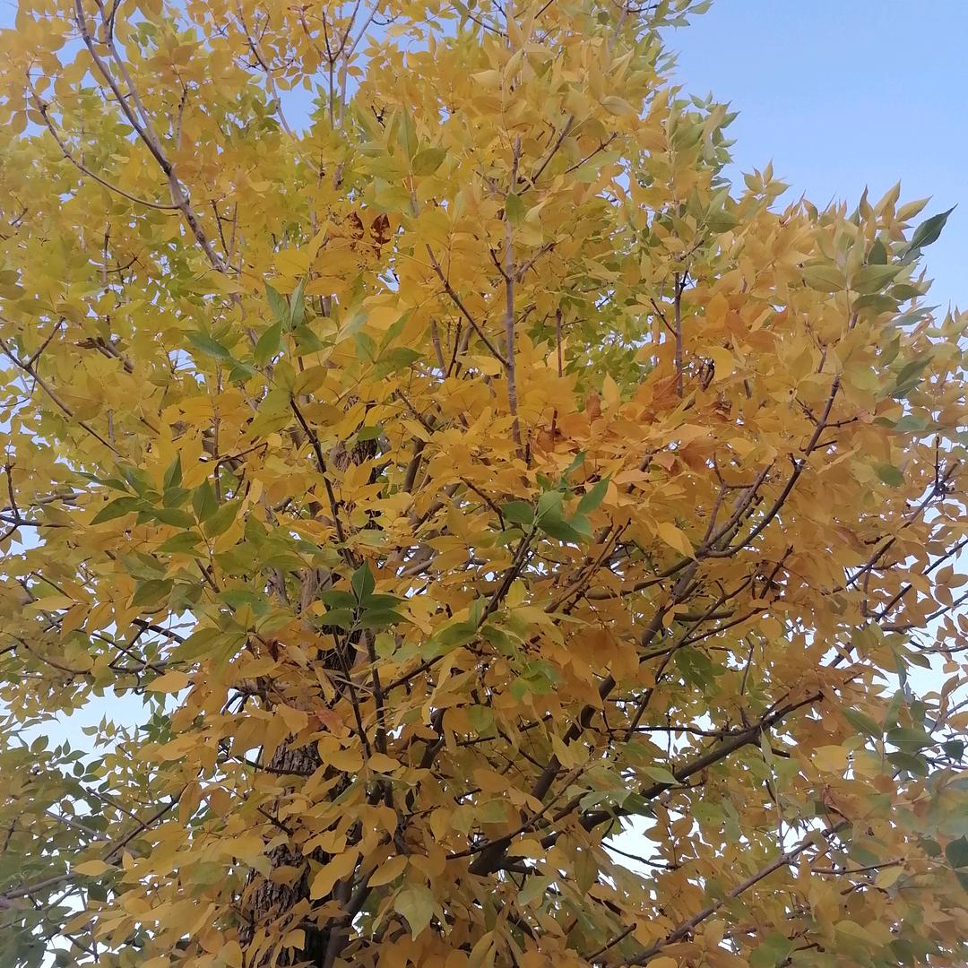 风飞沙
