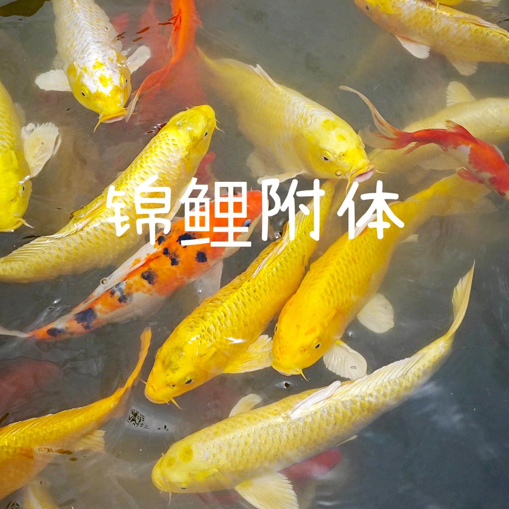 红月亮