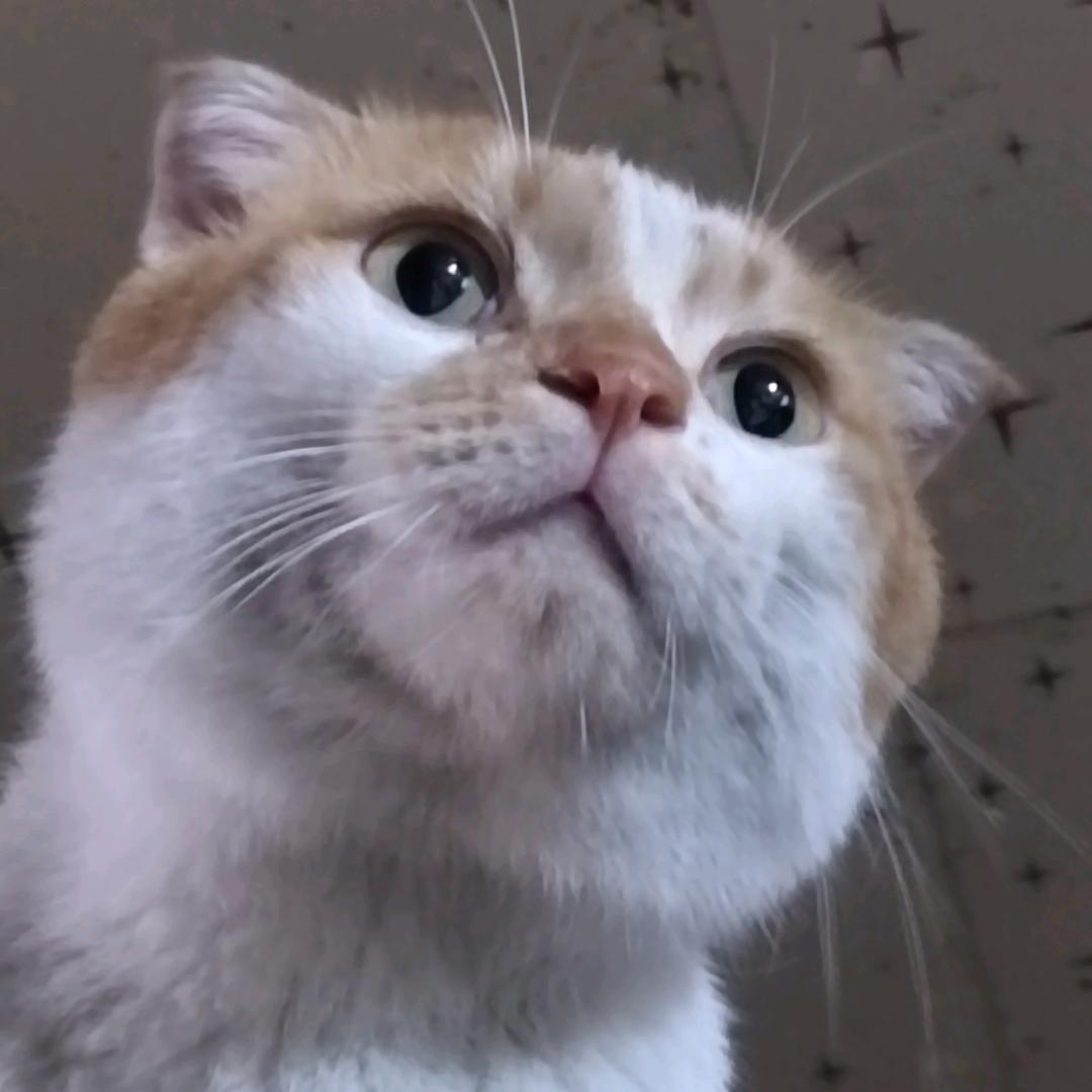 大橘