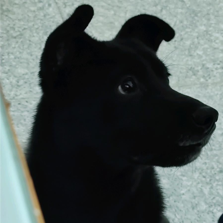 一群羊🐑🐑🐑