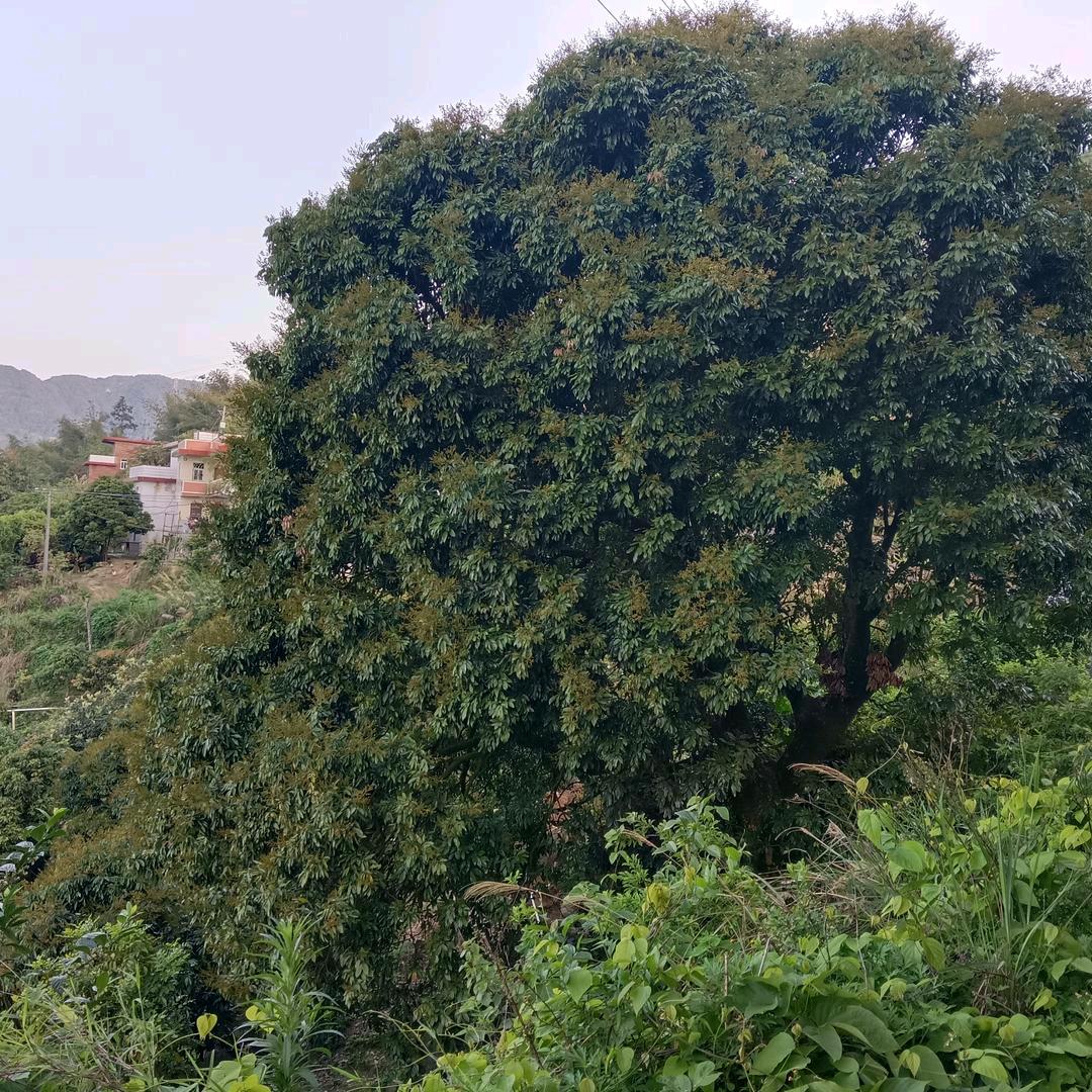 张和添加我就在福建