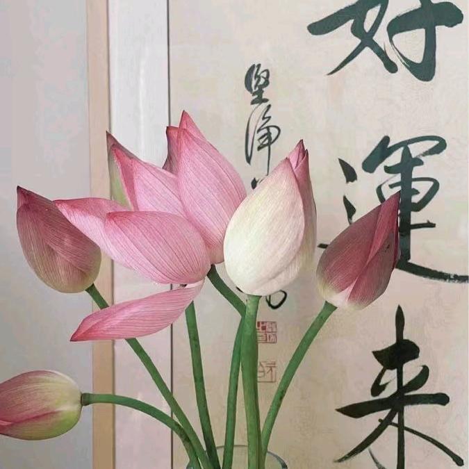 不想秃头女士（减肥版）