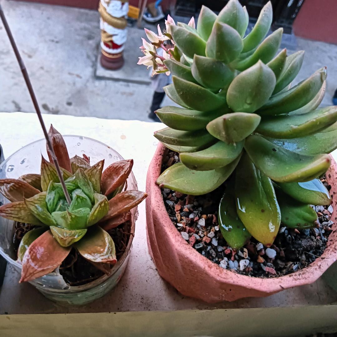 😉弦月