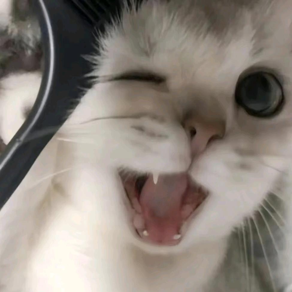 小梨猫