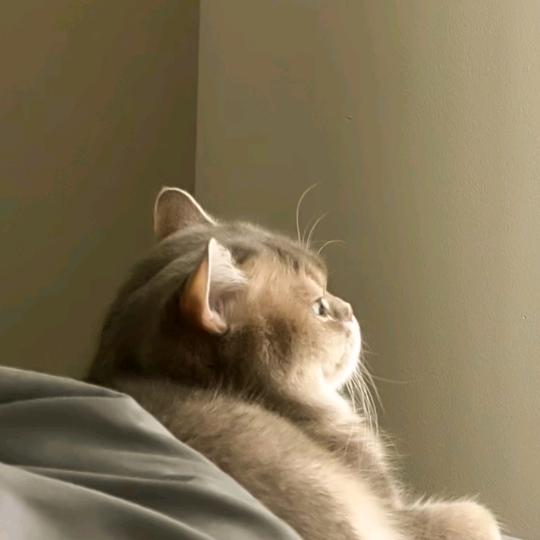 .。: