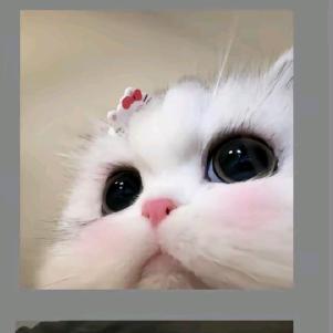 懒猫