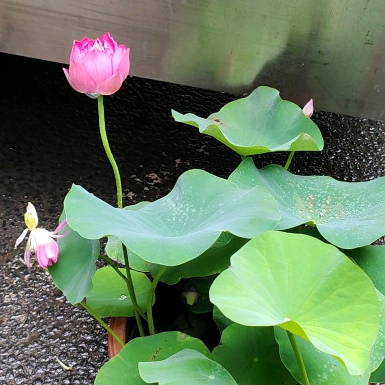 风雨彩红