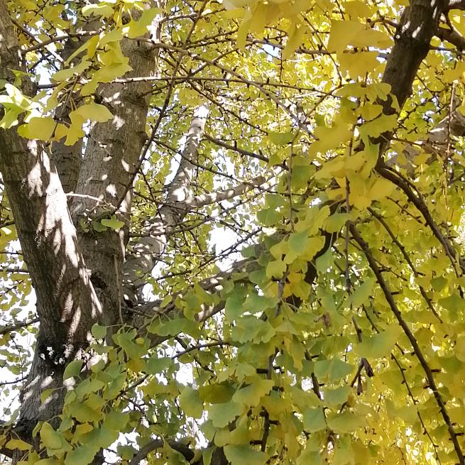 落叶🍂最美的秋