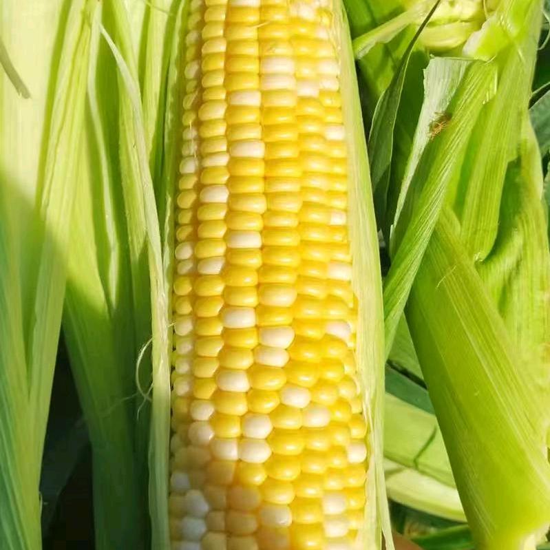 阿兰农产品优选