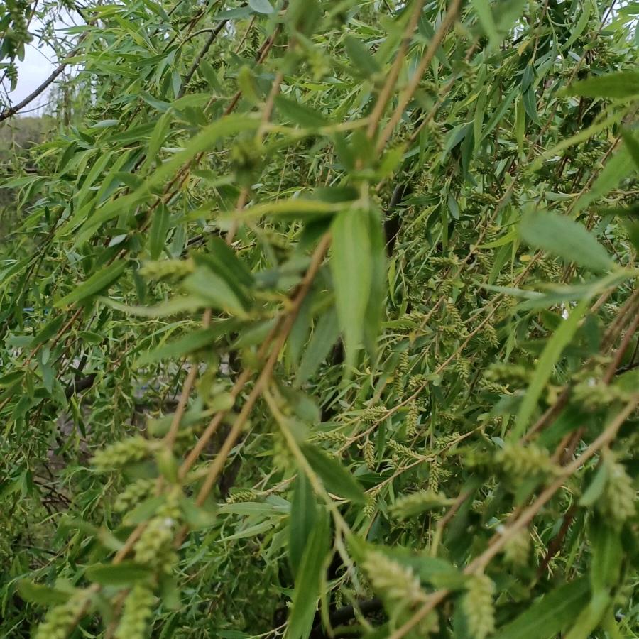 单身  急招架子工