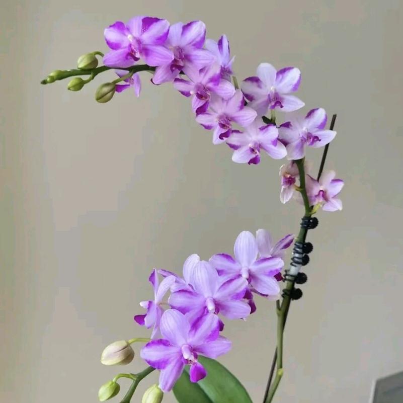 一梦如是