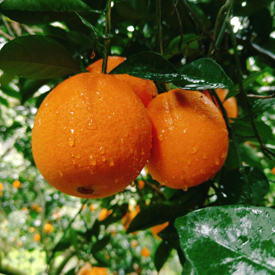 脐橙、椪柑、红美人爱媛果冻橙主产地直发