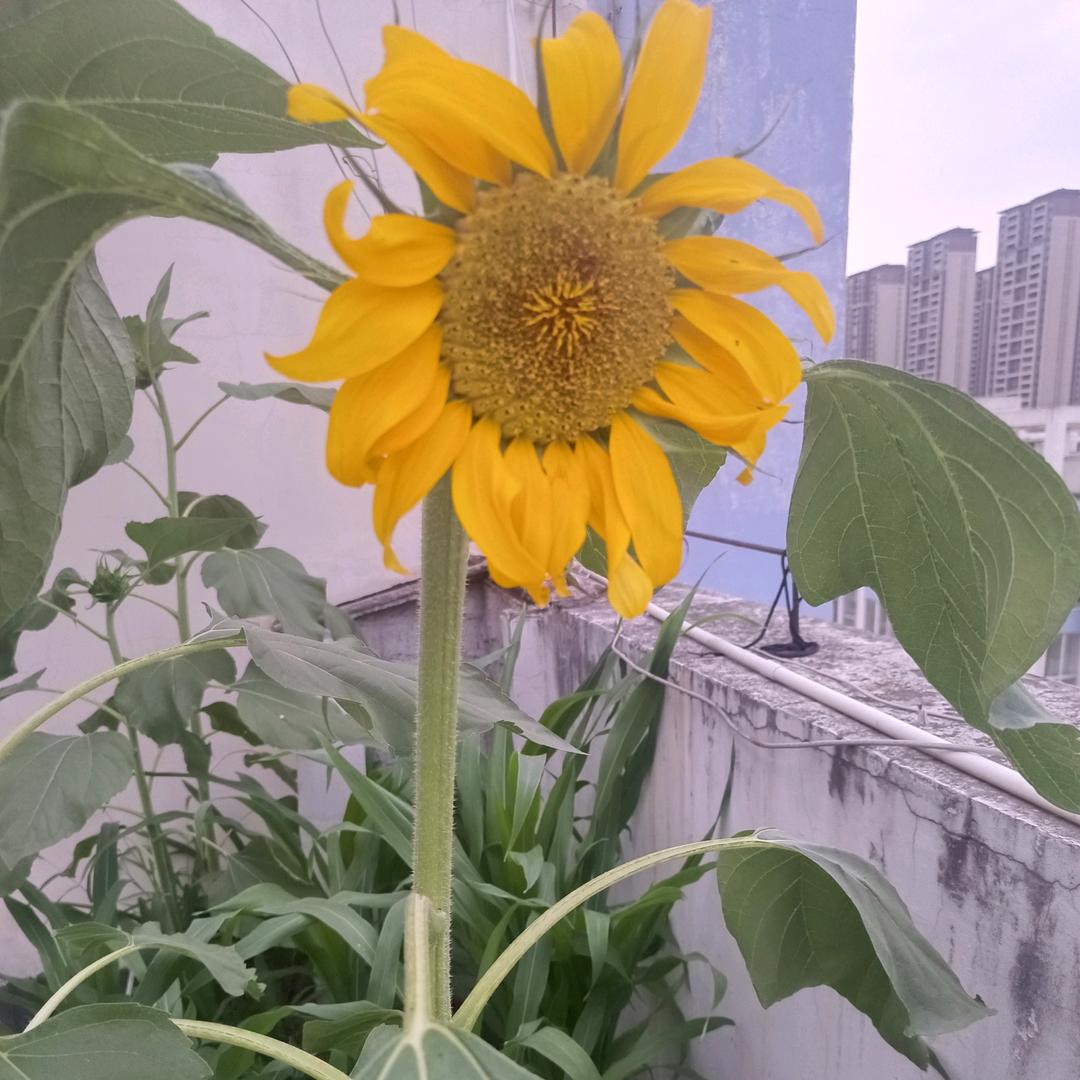 小女的梦会实现