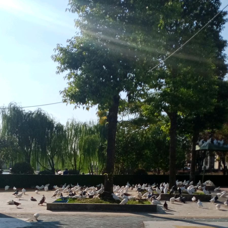 修行者之我爱吃李子