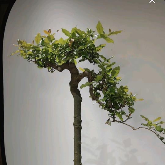 婺里乡情