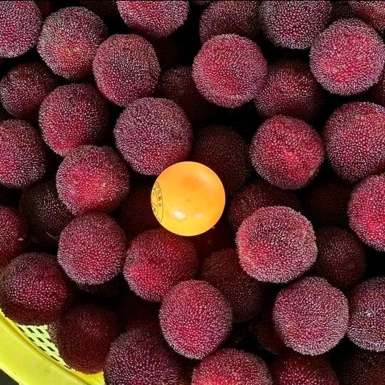 台州东魁杨梅基地（缘亚家庭农场）