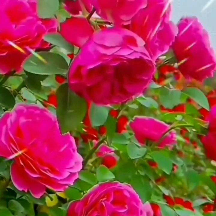 不离不弃