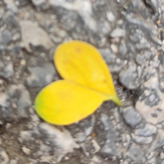♥