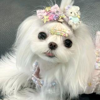 多贝甜宠🐶马尔济斯 约克夏