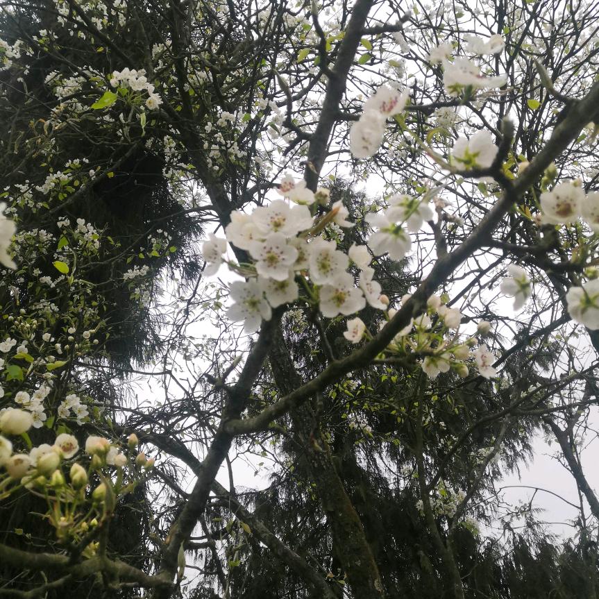 鏐約