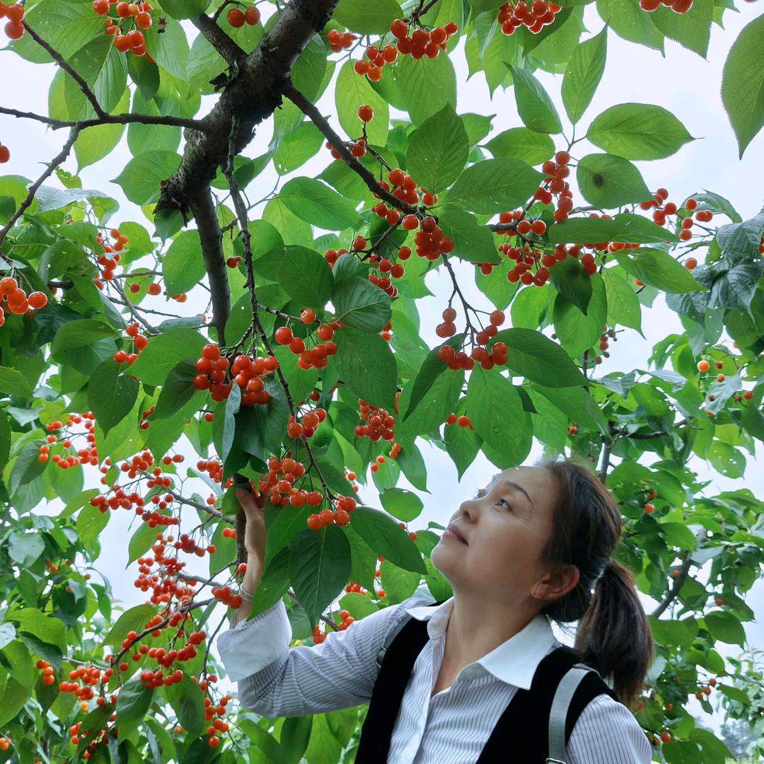 🍒桃李🌸