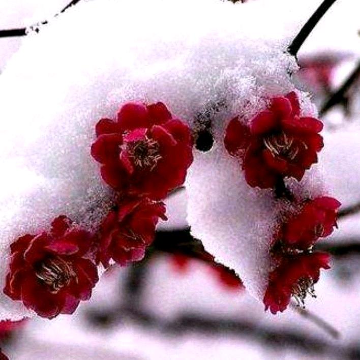寒梅傲雪