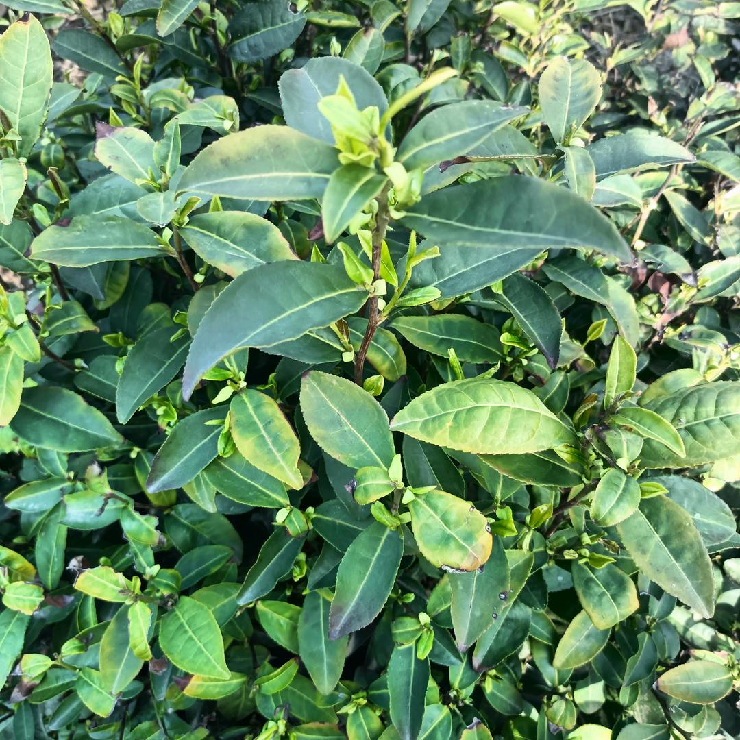 高山绿茶，品传万家！