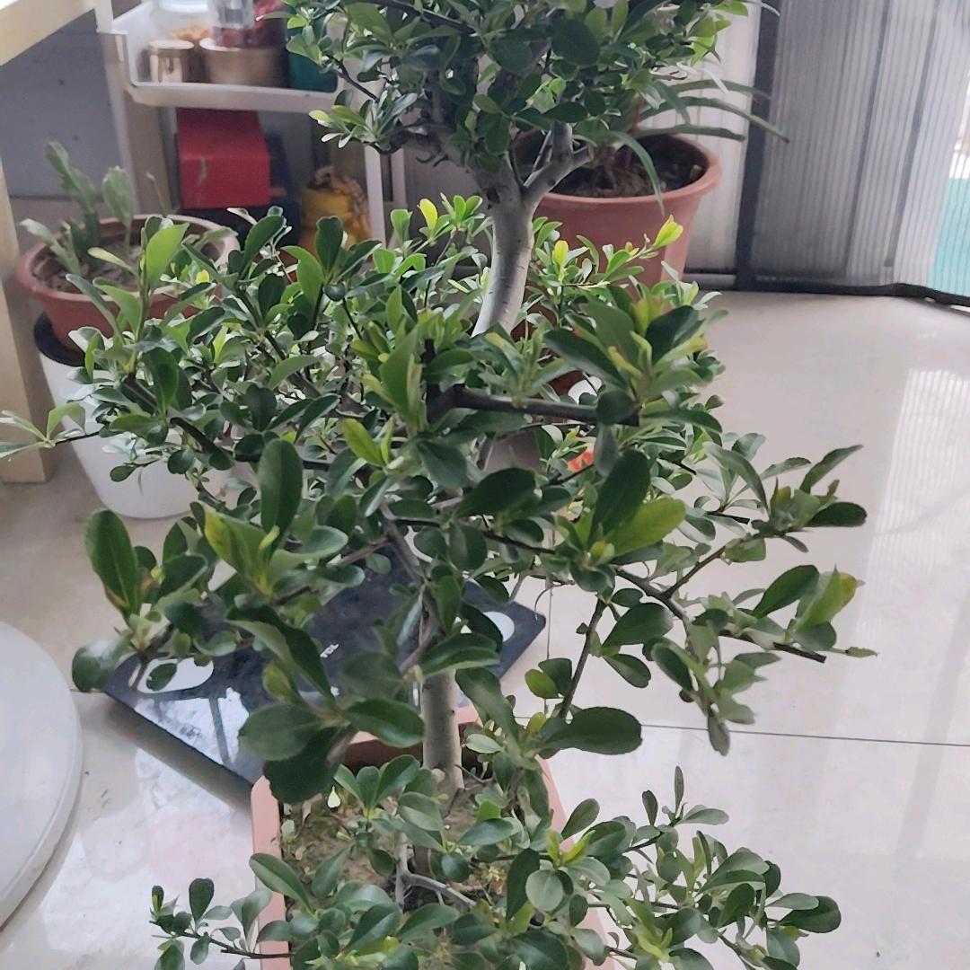 金龙超市(静安社区店)湖北省运远陆文艺馆博直播号