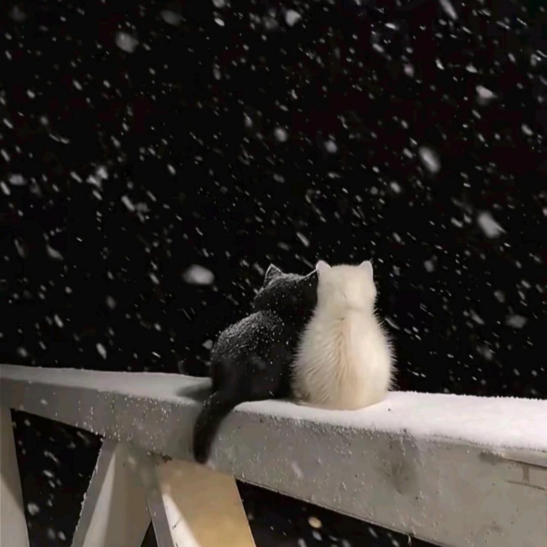 李：Lᴗ͈i༆ 🌸