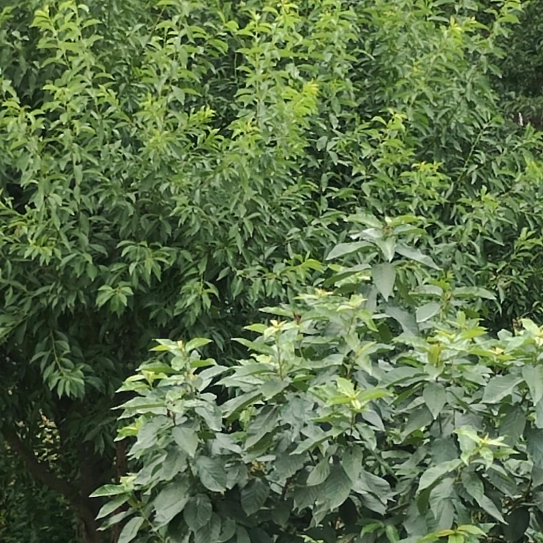 羅哥