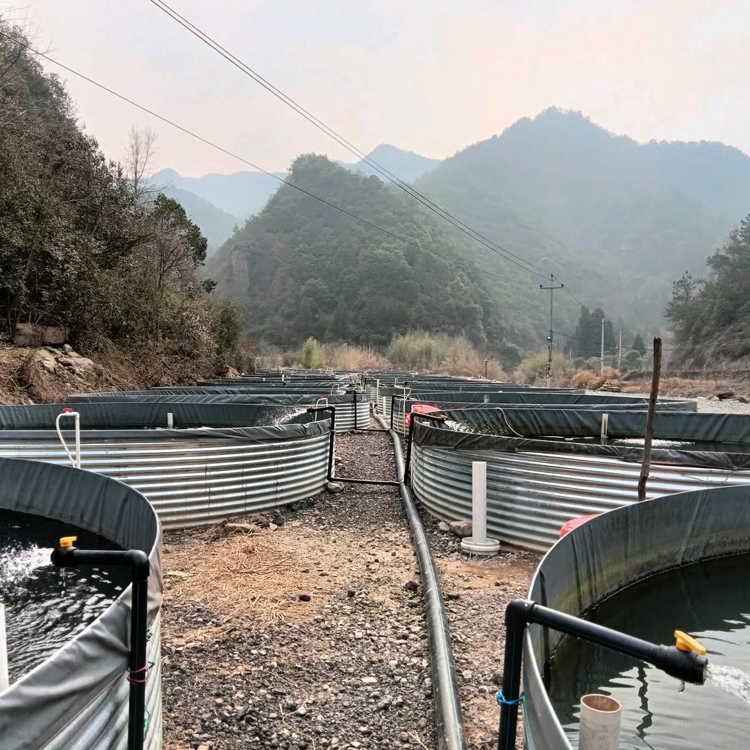 石斑鱼基地1