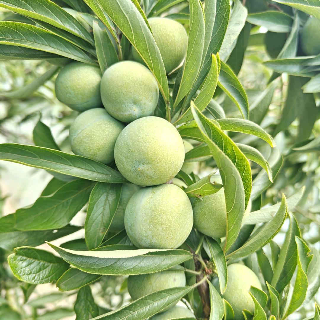 潮湿的心