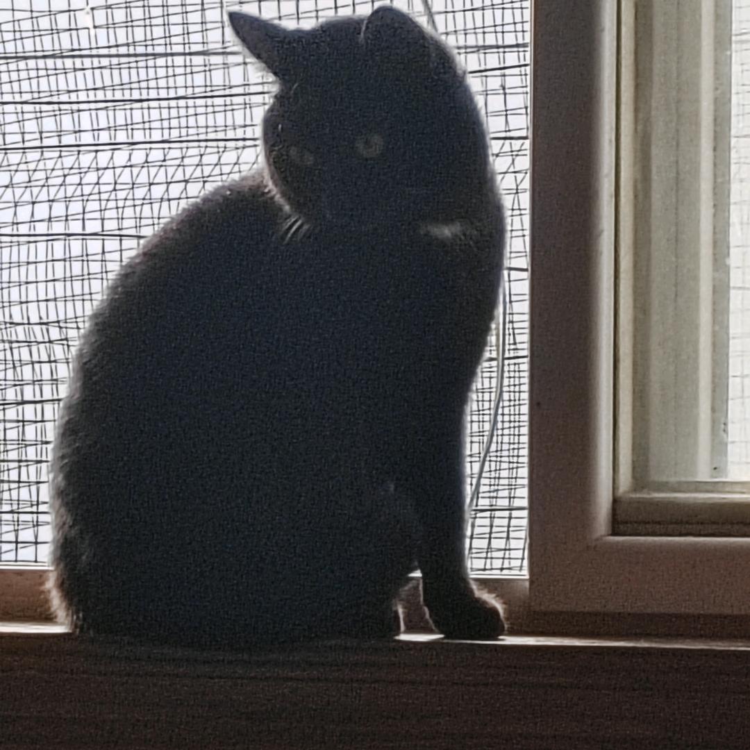 我是西伯利亚大尾巴狼