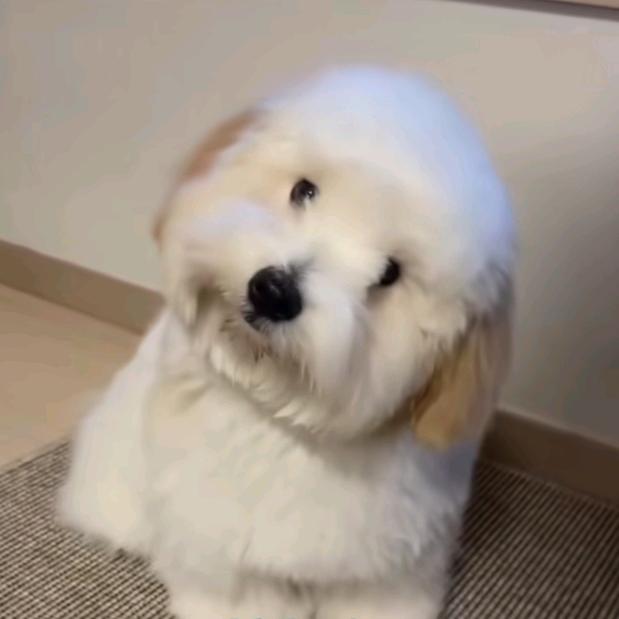 言彬