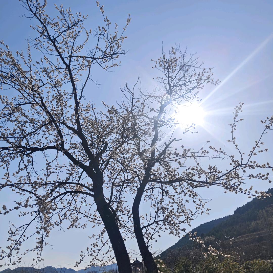 明明如月