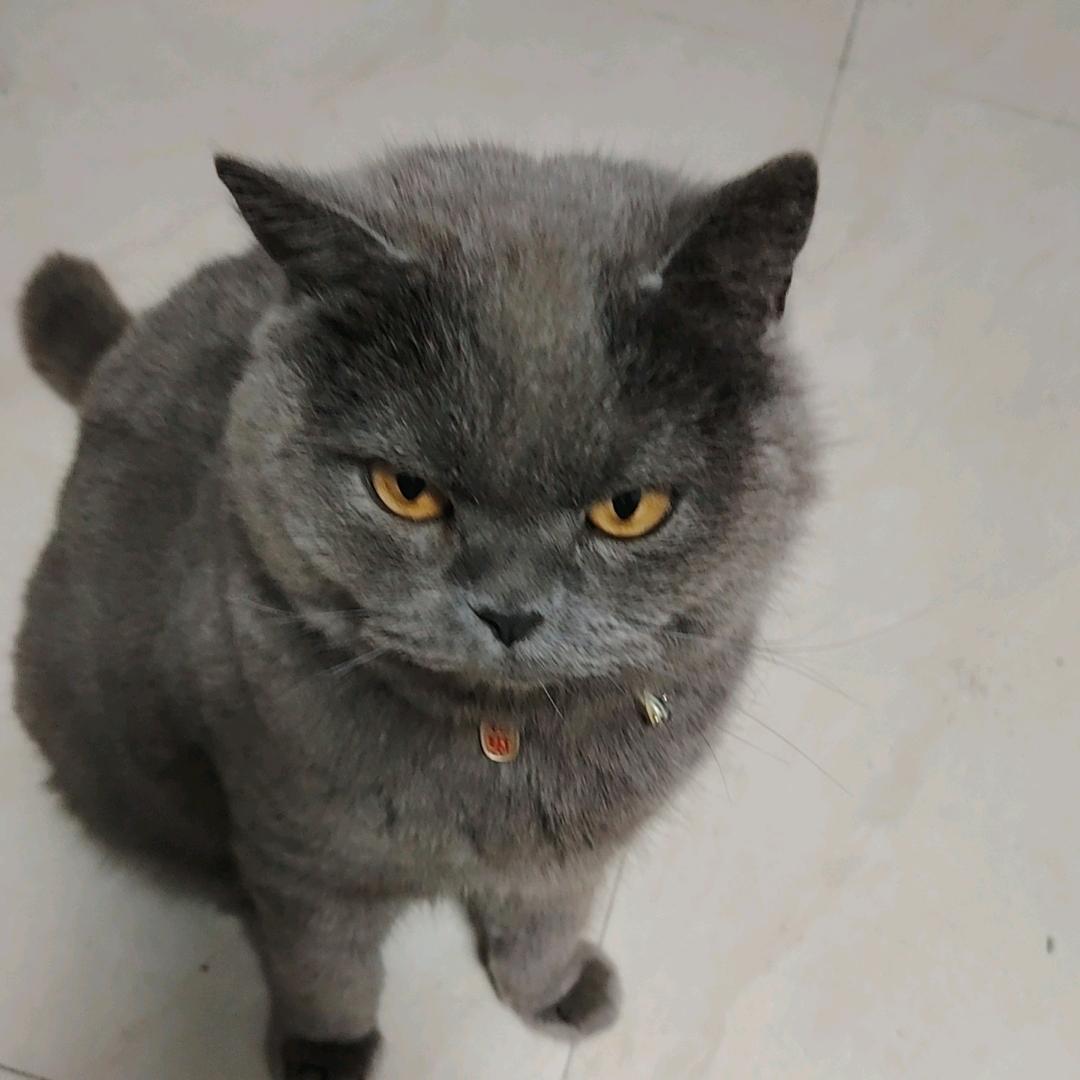腾腾