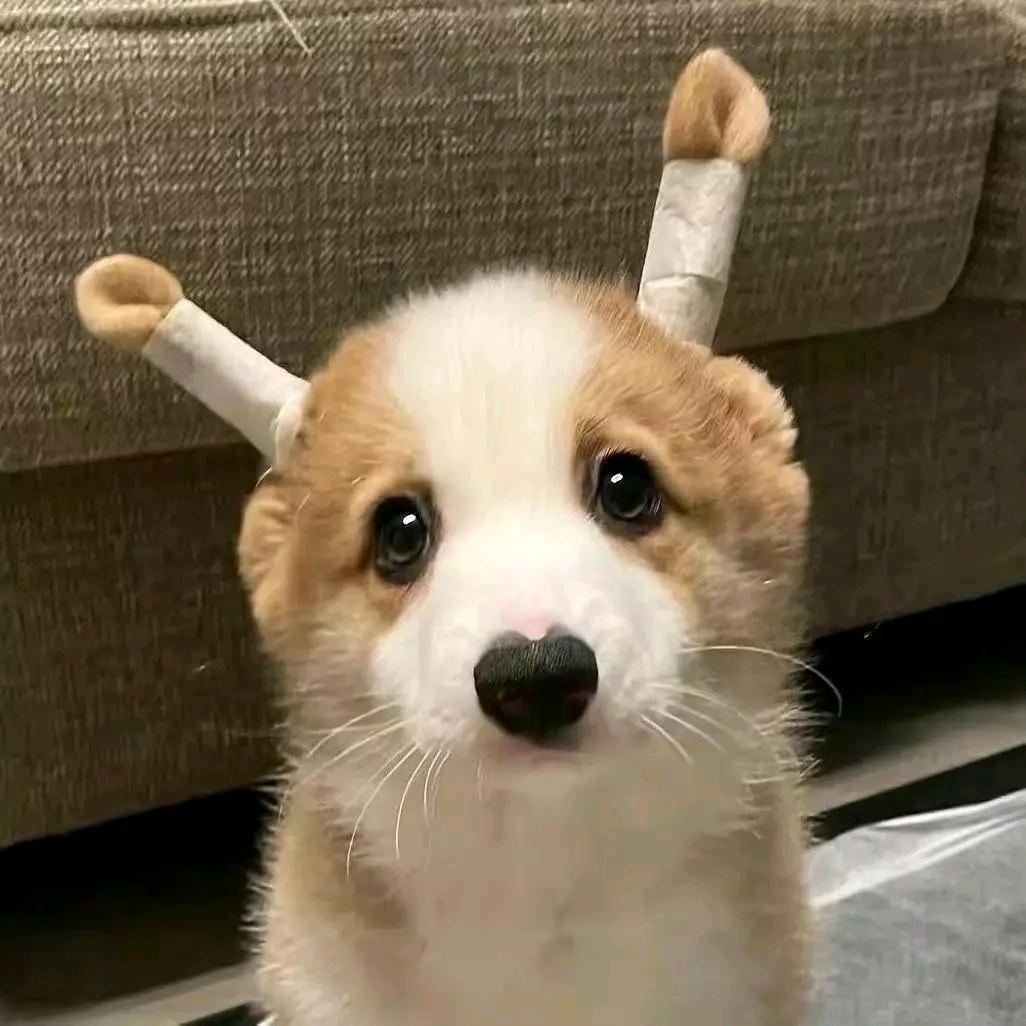 圆脸橙奶糖