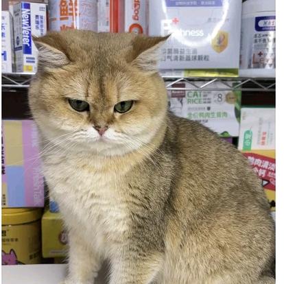养猫四十年
