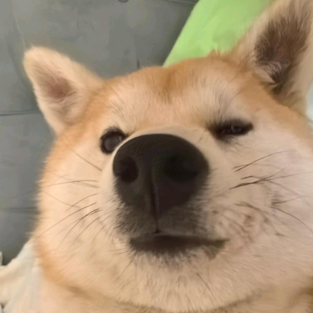 俺家有柴花布丸